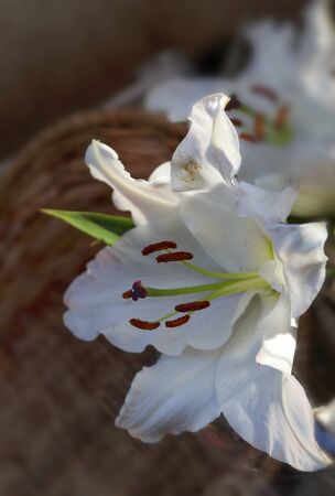 lily flower on a dark blurred backgroundの写真素材