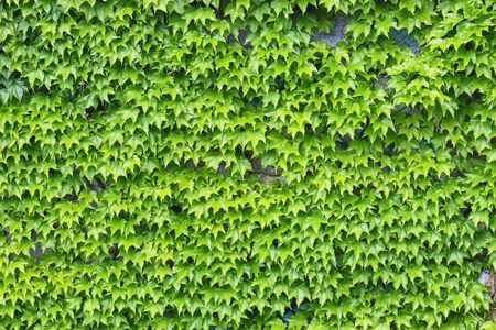 Green leaves background or the naturally walls texture