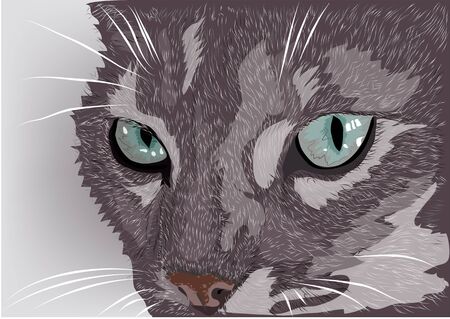 cat face. Gray tabby cat on a light background.のイラスト素材