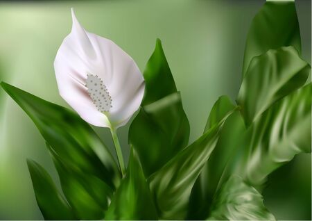 flower white  anturium and leaves. Vector illustration.のイラスト素材