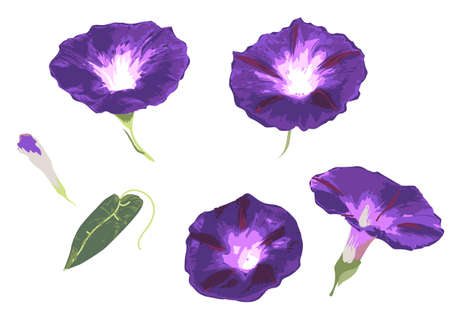 set of flower bindweed convolvulus isolated on whiteのイラスト素材