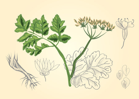 antique botanical prints vector illustratonのイラスト素材