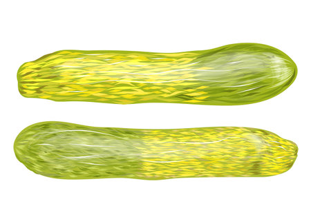 zucchini two tone isolated on white backgroundのイラスト素材