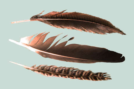 three feathers on bright backgroundの写真素材