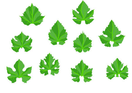 wine grape leaves isolated on white backgroundのイラスト素材