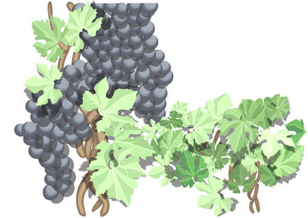 delicious bunch of rape grapes isolated on whiteのイラスト素材