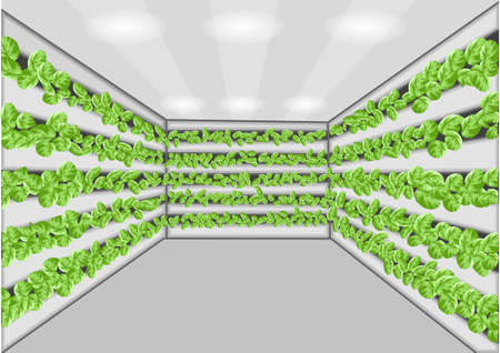 vertical farming with green plant vector illustrationのイラスト素材