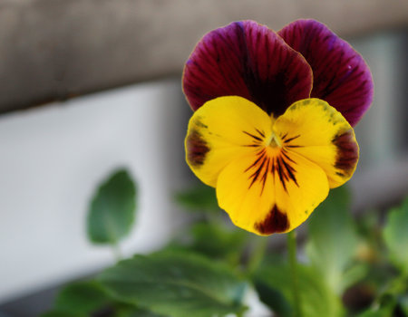 Close up photo of pansy flowera, Viola cornutaの写真素材