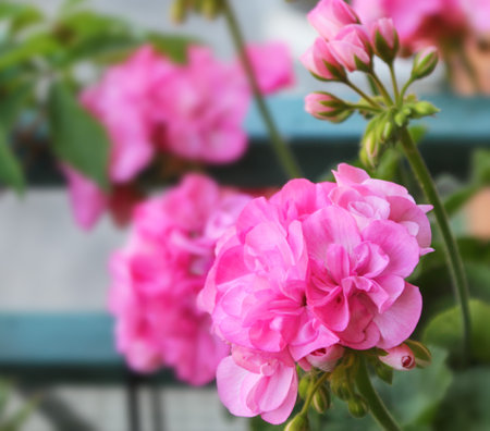 Horseshue pelargonium or Pelargonium zonale.の写真素材
