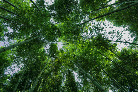 green bammboo wood again the skyの写真素材