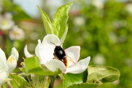 Bombus alpinus on apple flover