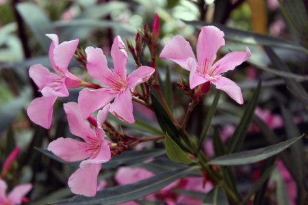 Nerium oleander flower in a garden.の写真素材