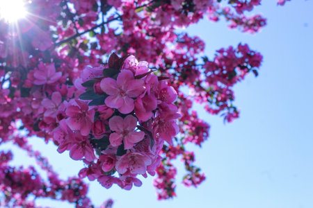 European crab apple again a blue skyの写真素材