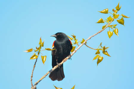 A beautiful birdの写真素材