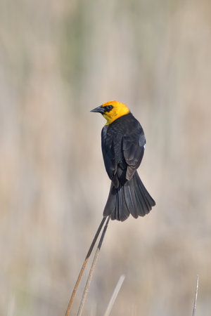 A beautiful birdの写真素材
