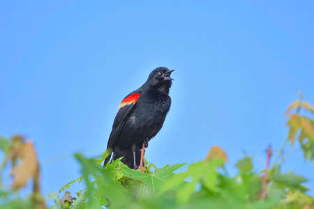 A beautiful birdの写真素材