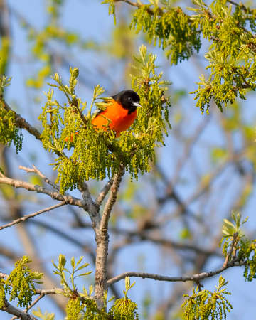 A bird in the wildの写真素材