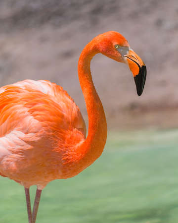 Flamingo having funの写真素材