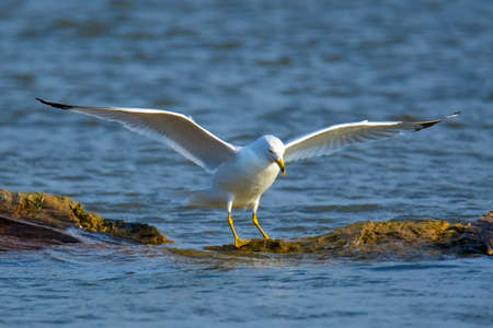 Seagull having fun at the lake