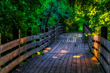 A calm walk through the forest