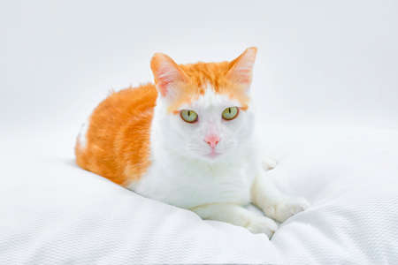 Very calm cat in his little bed on white backgroundの写真素材