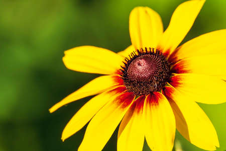 sunflowers closeup of s colourfulの写真素材
