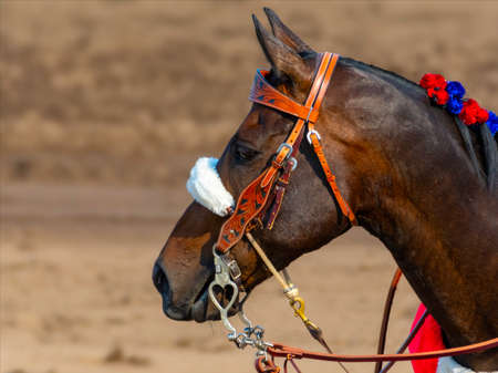 A person riding a horseの写真素材