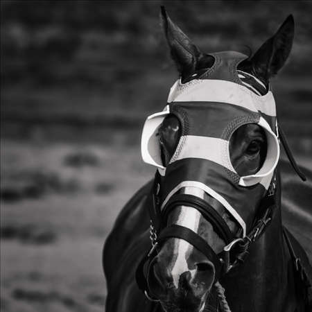 Black horse with black and white maskの写真素材