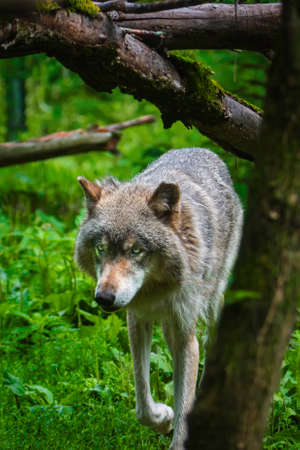 A brown bear standing on top of a wolfの写真素材