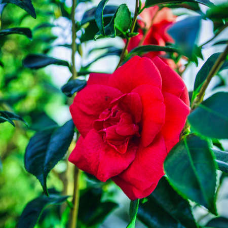 A close up of a flowerの写真素材