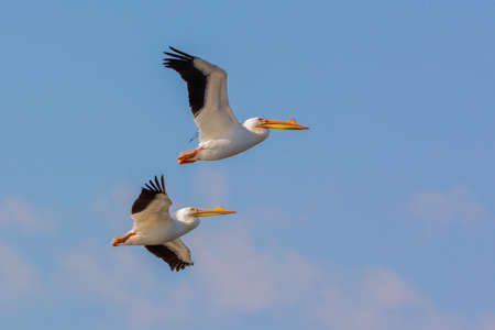 A bird flying in the skyの写真素材