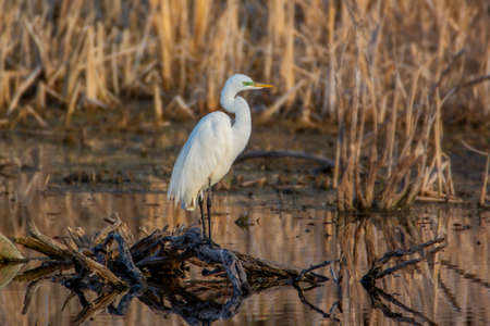 A bird that is standing in the grassの写真素材