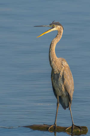 Beautiful wild wading shorebird, Great blue heronの写真素材