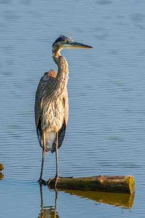 Beautiful wild wading shorebird, Great blue heronの写真素材