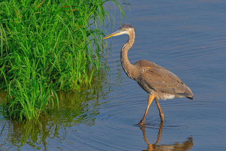 Beautiful wild wading shorebird, Great blue heronの写真素材