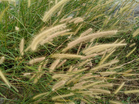 Imperata is a small but widespread genus of tropical and subtropical grasses, commonly known as...