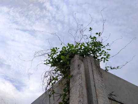 Wild plants that live on concrete walls