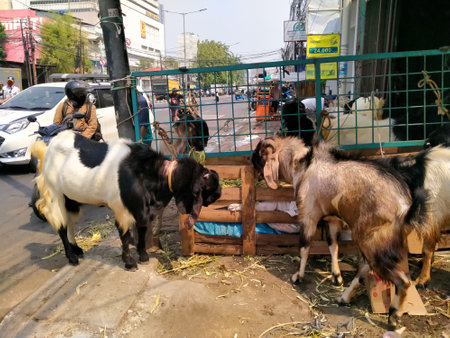 Pasar kambing. Tanah abang, Jakarta, Indonesia - July 29, 2020 : Goats are sold on the highwayのeditorial素材