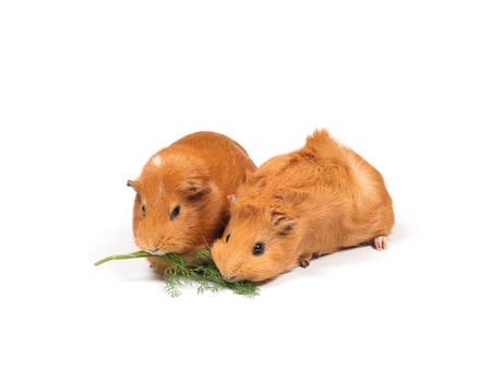 Two guinea pigs eats dill (grass). Isolated on white background.