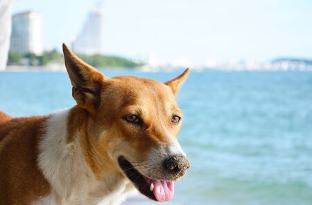 A stray dog on the beach