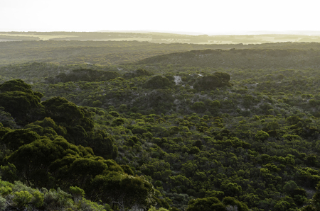 Bush forest sunset dawn landscape of Kangaroo island South Australiaの写真素材