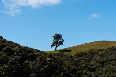 a lone tree on the hill on top of the forest.の写真素材