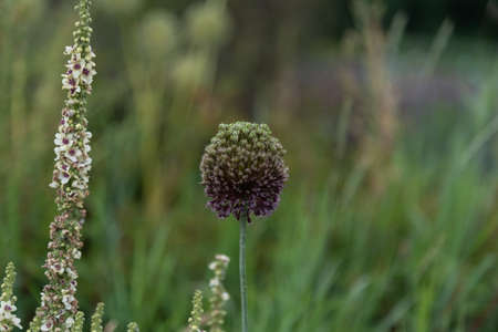 Beautiful Leek flower close-up blur background.の写真素材