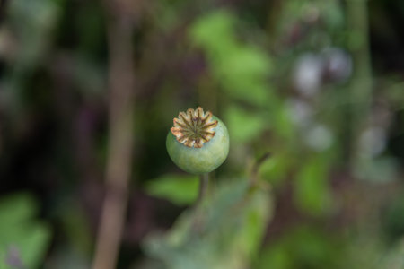 Green poppy opium flower close up blur backgroundの写真素材