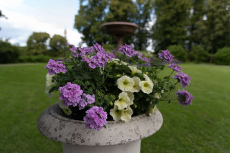 Beautiful flowers in a flowerpot on a green lawn in the parkの写真素材