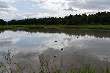 Ducks swim in the water. The lake is reflected in the water.