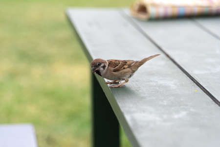 A small sparrow sits on a wooden bench in the park.の写真素材