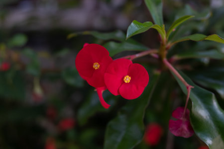 Red Euphorbia milli crown of thorns flower in garden