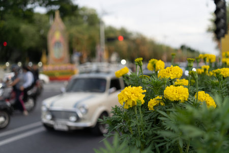 Yellow marigold flower with blurred car background.の写真素材