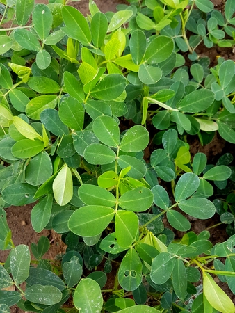 What the plants are going to live without our difference, our dreams remain.の写真素材